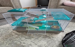 Hamster rodents for sale: Syrian male hamster - Image 4