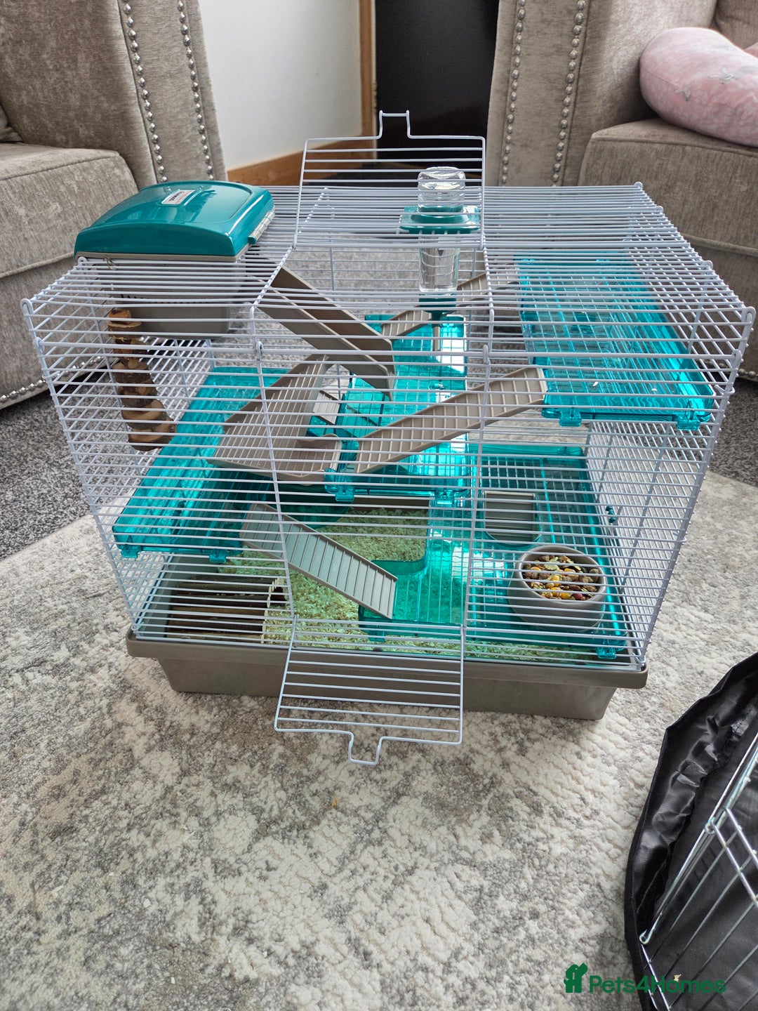 Hamster rodents for sale: Syrian male hamster - Image 4