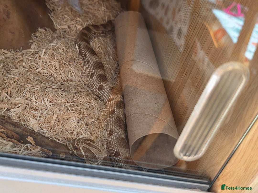 Snake reptiles for sale: Hognose snake  - Advert 14