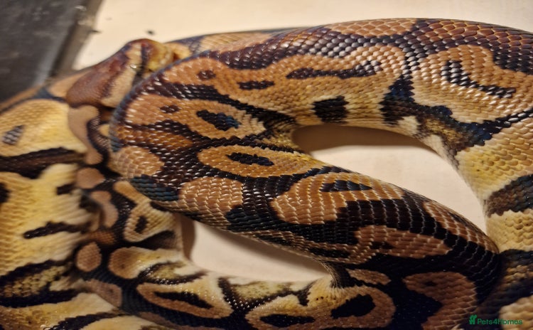 Python Snake reptiles - Advert 1