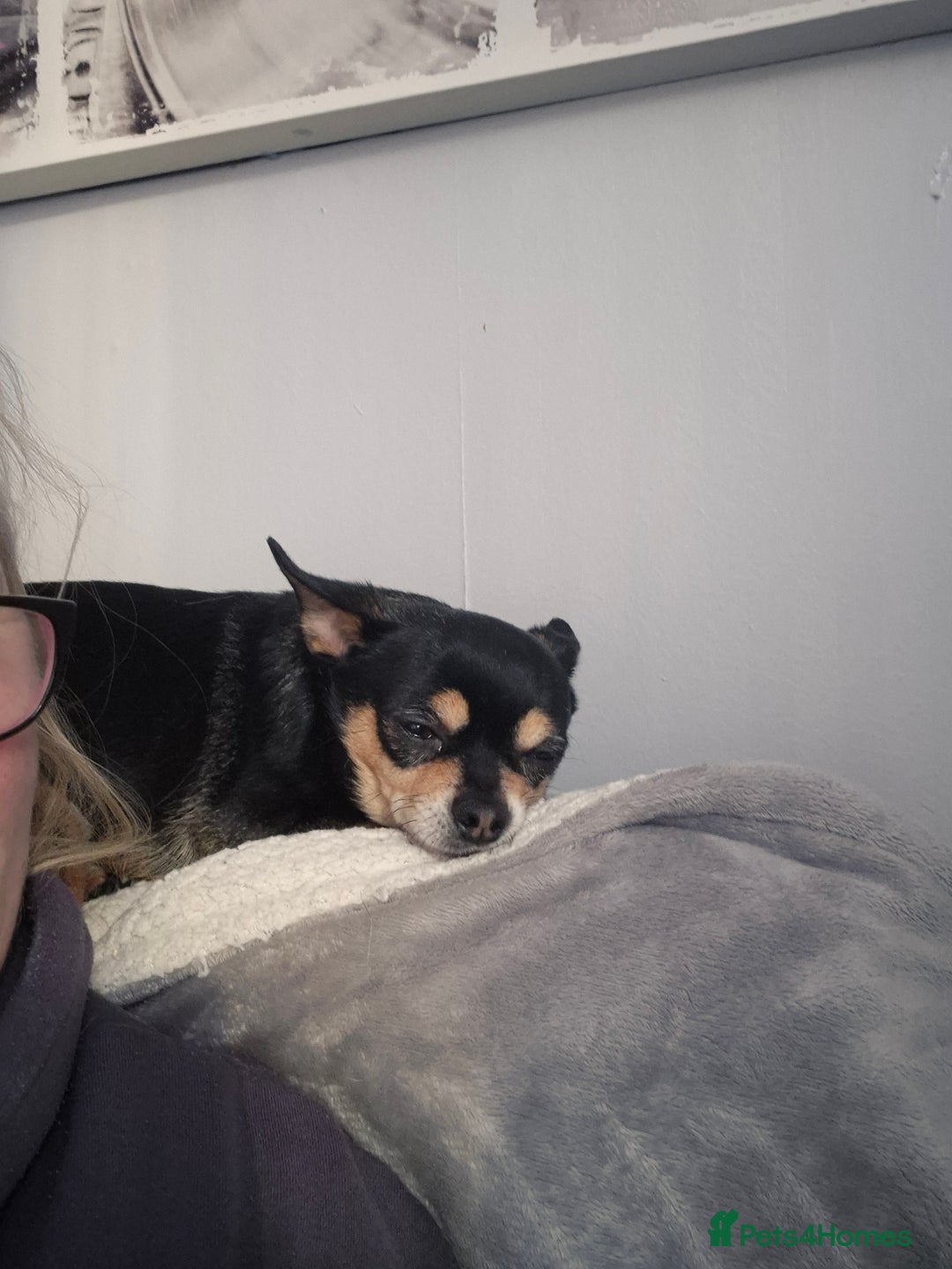 Chihuahua dogs for sale: Chihuahua Male aged 6 years - Advert 1