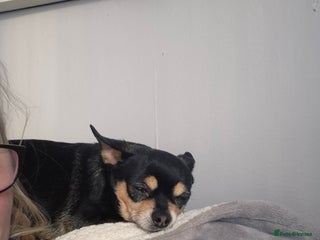 Chihuahua dogs Chihuahua Male aged 6 years - Advert 1