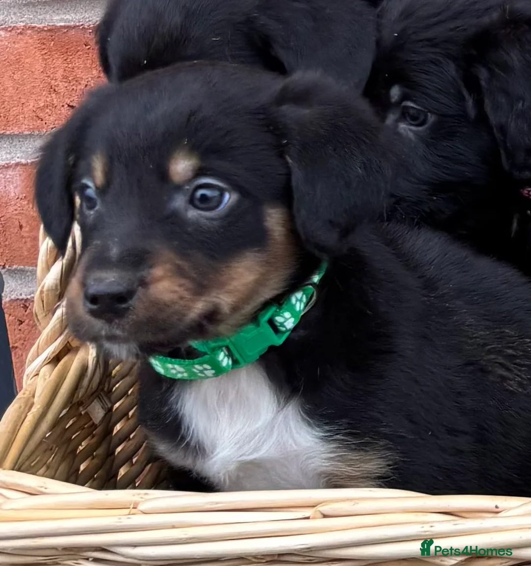 Mixed Breed dogs for sale: Cocker X Collie Puppies - Advert 6
