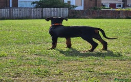 Dobermann dogs for sale: 1 Female available kc reg working line dobermann in Durham - Image 5