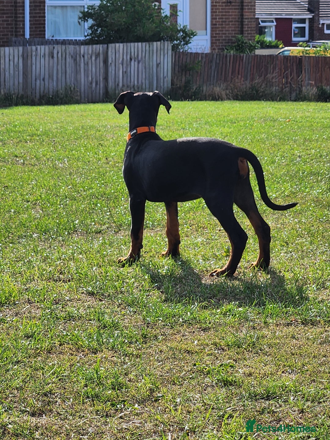 Dobermann dogs for sale: 1 Female available kc reg working line dobermann in Durham - Image 5