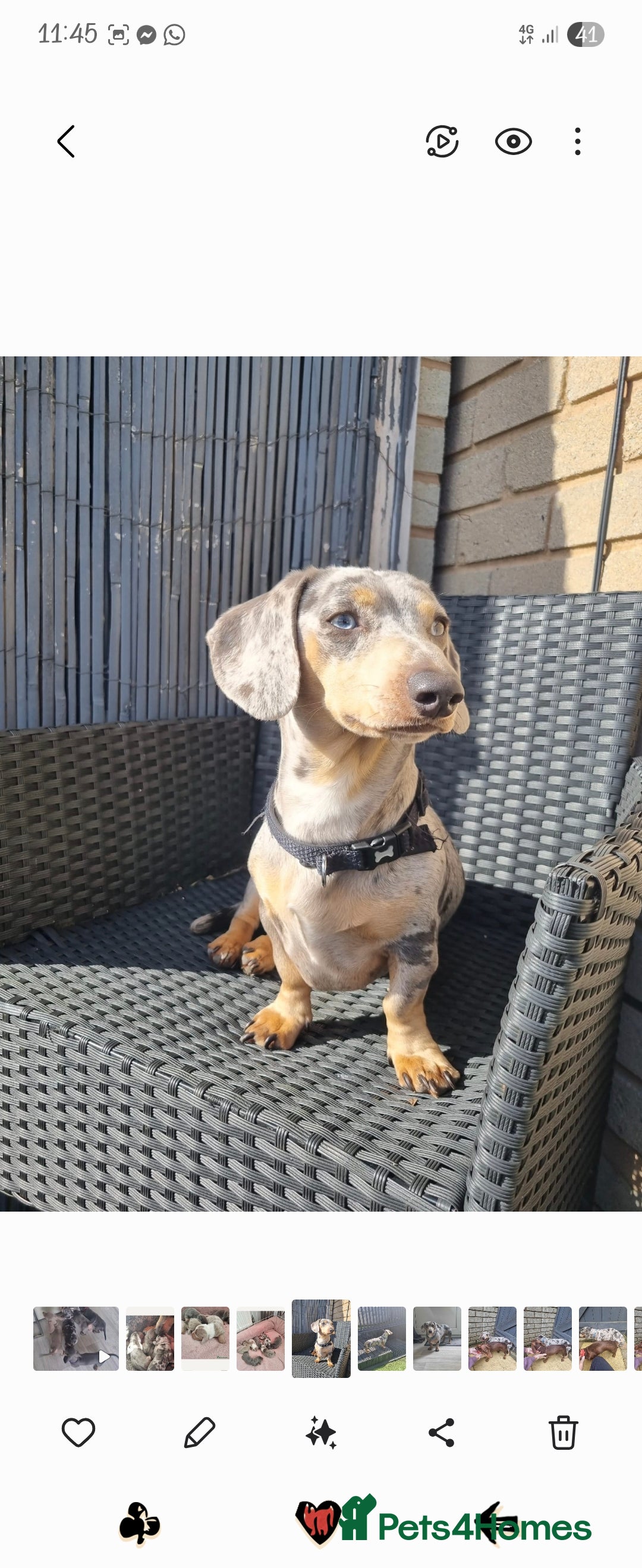 Dachshund dogs for sale: Beautiful Dachshund Puppies - Image 10
