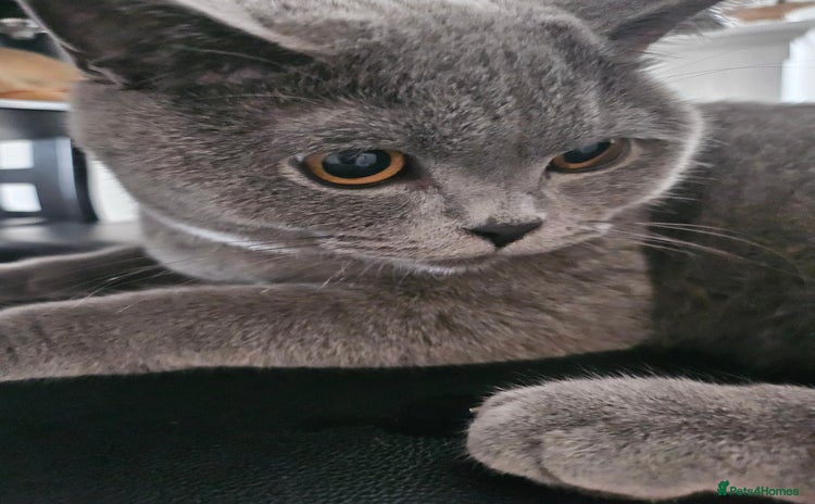 British Shorthair cats - Advert 13