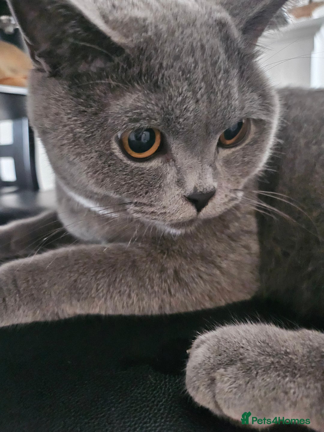 British Shorthair cats for sale: Kaloš - Image 1