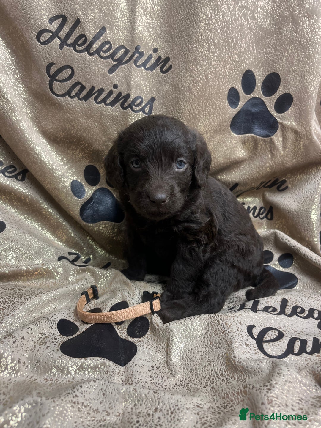 Labradoodle dogs for sale: 5 ⭐️ licensed Home breeder - Advert 8