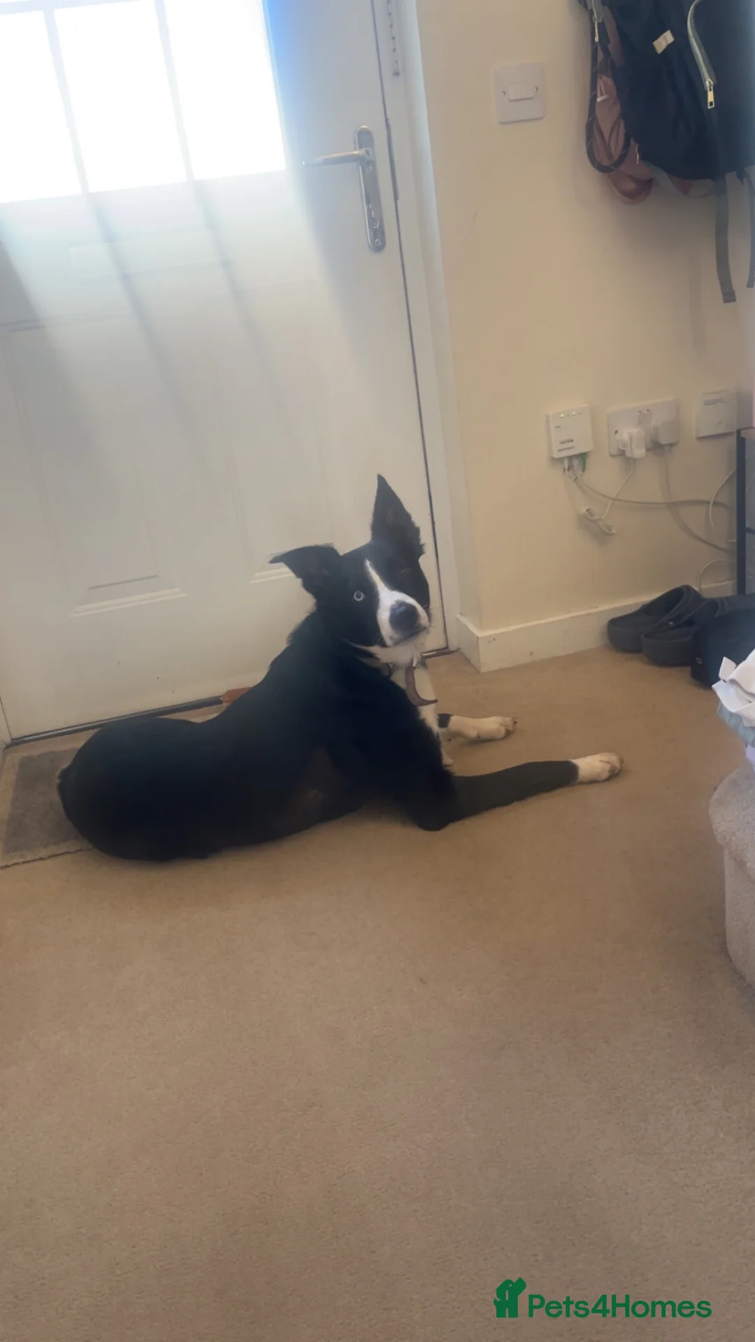 Border Collie dogs for sale: Border collie, Koby - Advert 2