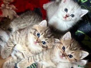 Ragdoll cats - Advert 16