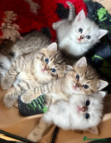 Ragdoll cats - Advert 16