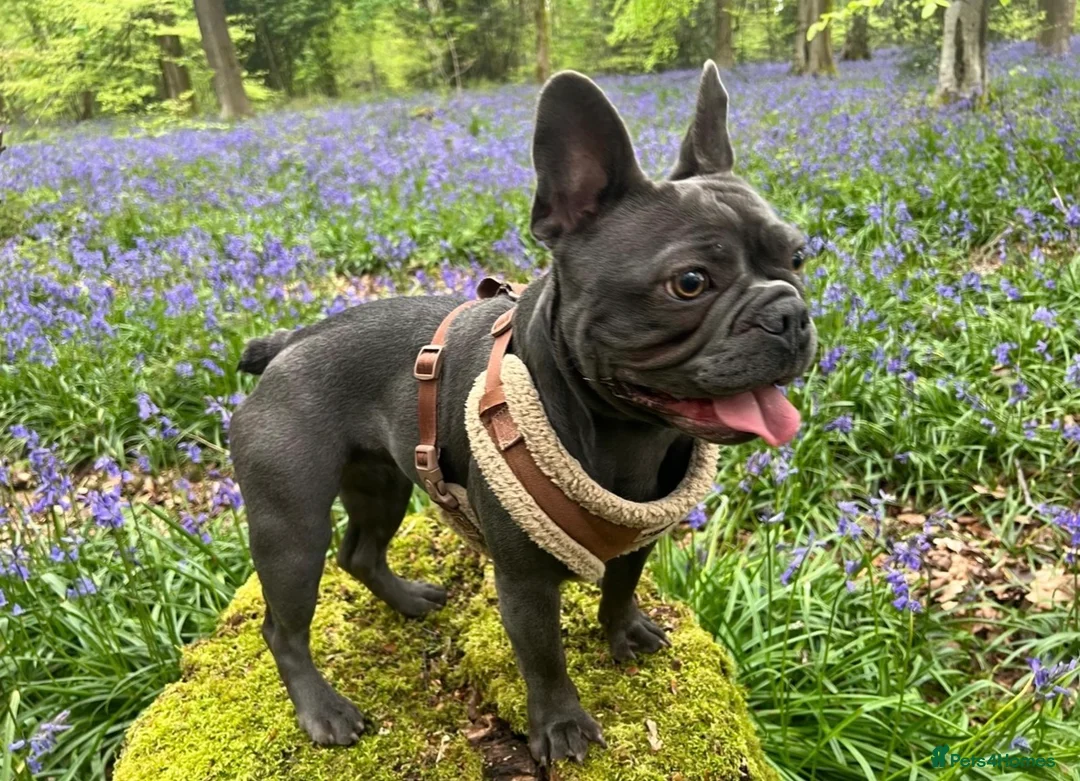 French Bulldog dogs for sale: Fabulous Family Friendly Frenchies For Sale in Hungerford - Advert 1