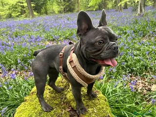 French Bulldog dogs Fabulous Family Friendly Frenchies For Sale - Advert 6