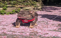French Bulldog dogs for stud: Skittles, Isabella tan, fluffy, pink carrier in Sheffield - Image 8
