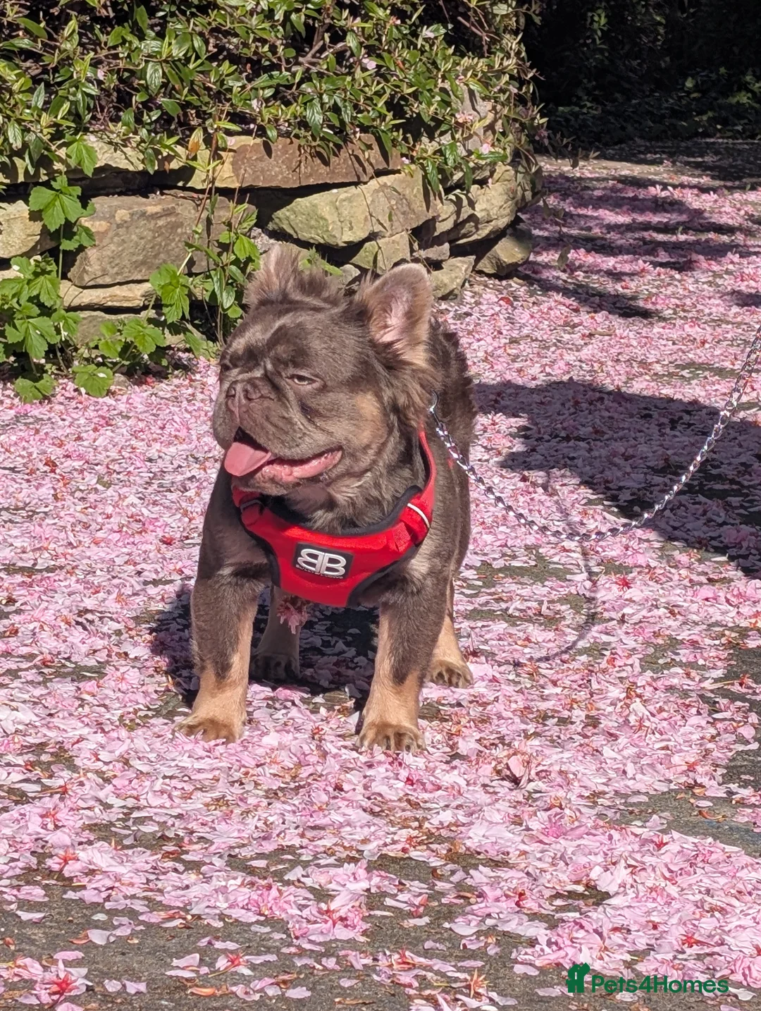 French Bulldog dogs for stud: Skittles, Isabella tan, fluffy, pink carrier in Sheffield - Advert 8