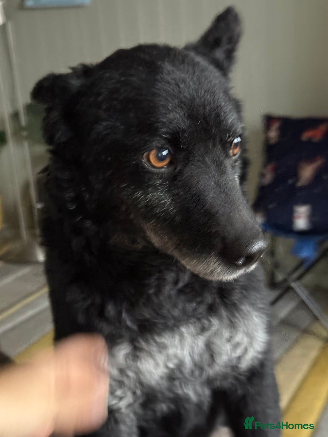 Mixed Breed dogs for adoption: Sweet Romeo Looking for LOVE - Advert 8