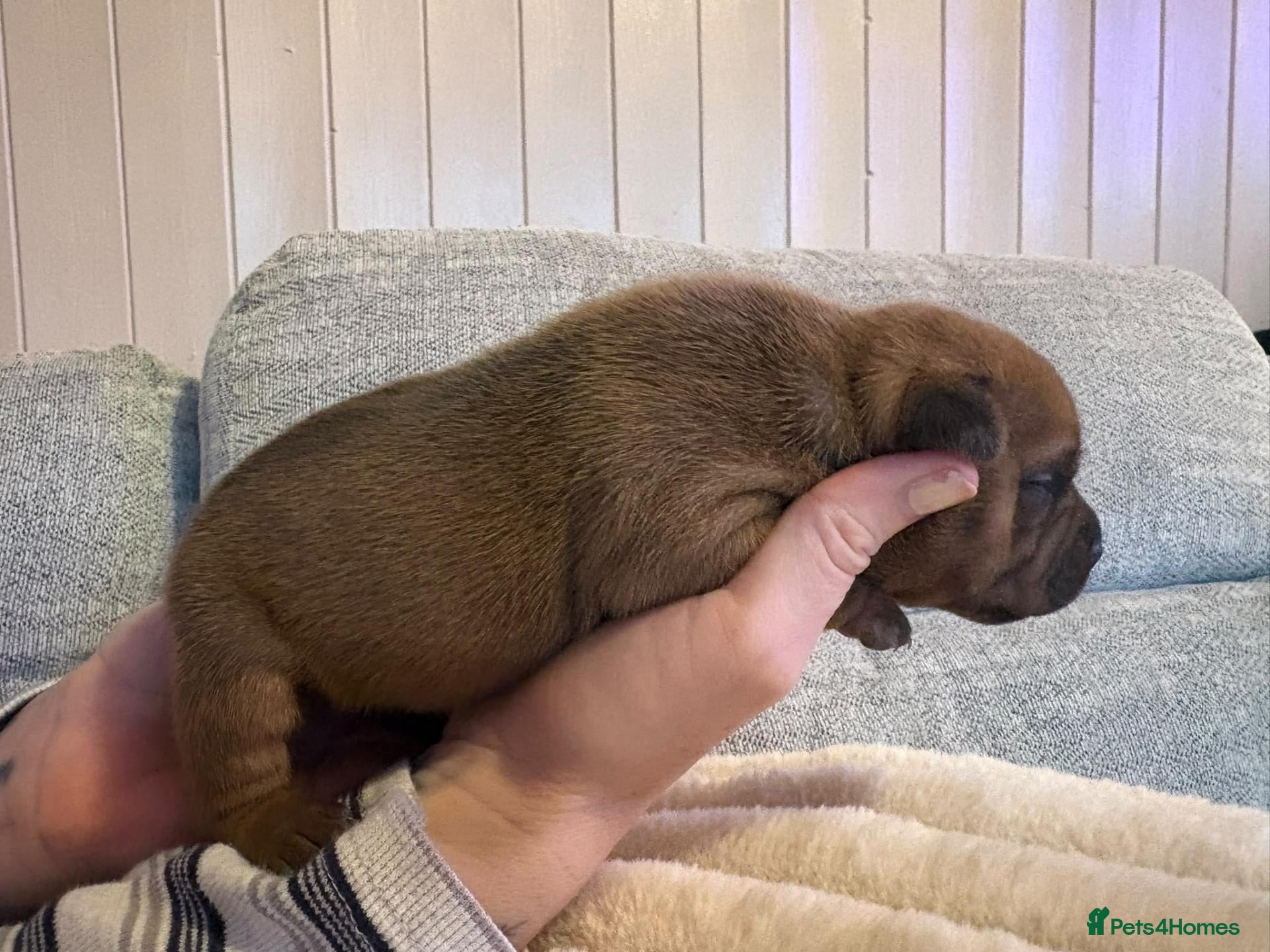 Staffordshire Bull Terrier dogs for sale: 🧸RED STAFFORDSHIRE BULLTERRIER BOY🧸 - Advert 1