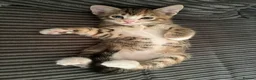 Mixed Breed cats for sale: 🐾LAST KITTEN AVAILABLE🐾 in Ashford - Advert 9