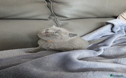 British Shorthair cats for sale: British blue shorthair kittens  - Image 3