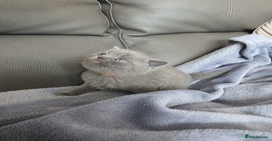 British Shorthair cats - Advert 16