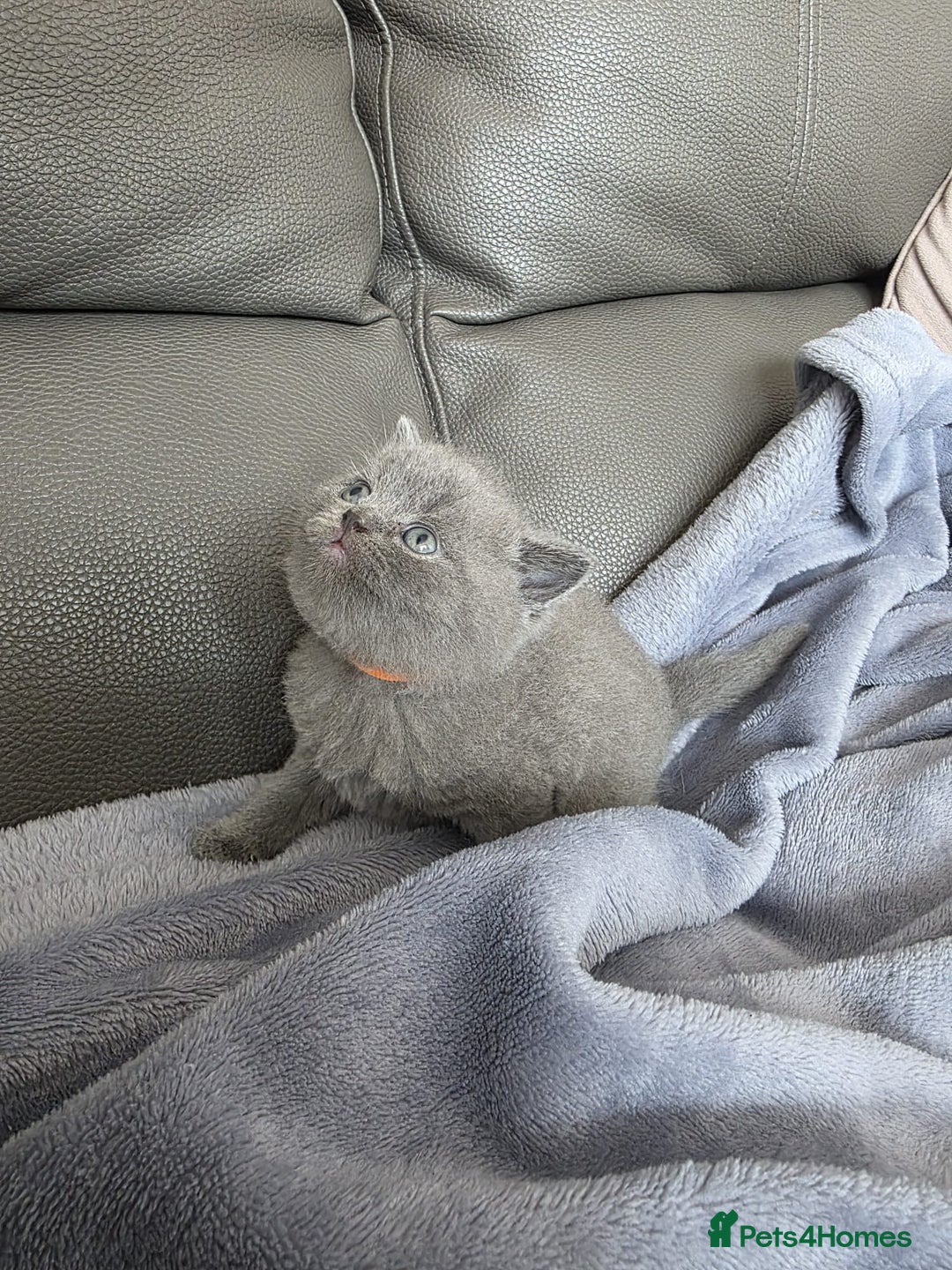 British Shorthair cats for sale: British blue shorthair kittens  - Image 3