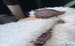 Sphynx cats for sale: Canadian Sphyx kittens - Image 9