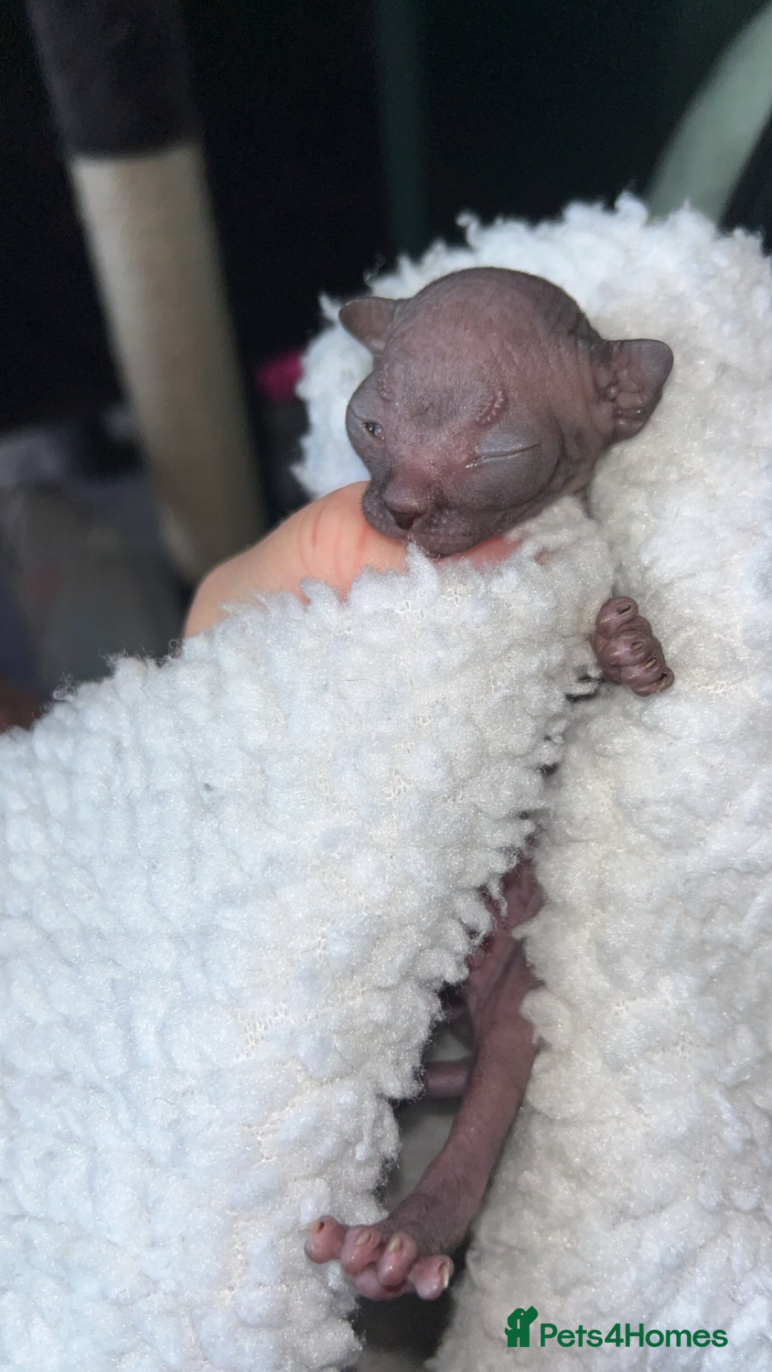 Sphynx cats for sale: Canadian Sphyx kittens - Image 9