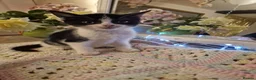 Mixed Breed cats for sale: Beautiful kittens for sale - Advert 4