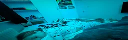 Dalmatian dogs for sale: Boss 4yr old dalmation in Waterlooville - Advert 7