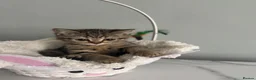 British Shorthair cats for sale: Only 2 Kittens female  - Advert 16