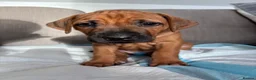 Rhodesian Ridgeback dogs for sale: Premium KC Registered Rhodesian Ridgeback Puppies  - Advert 2