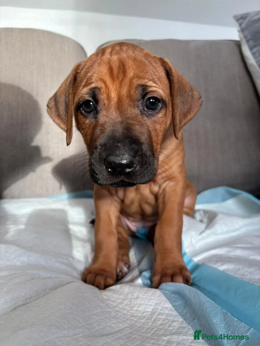 Rhodesian Ridgeback dogs for sale: Premium KC Registered Rhodesian Ridgeback Puppies  - Advert 2