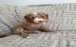 Cockapoo dogs for sale: Stunning F1B Merle Cockapoo Puppies!!!! - Image 13