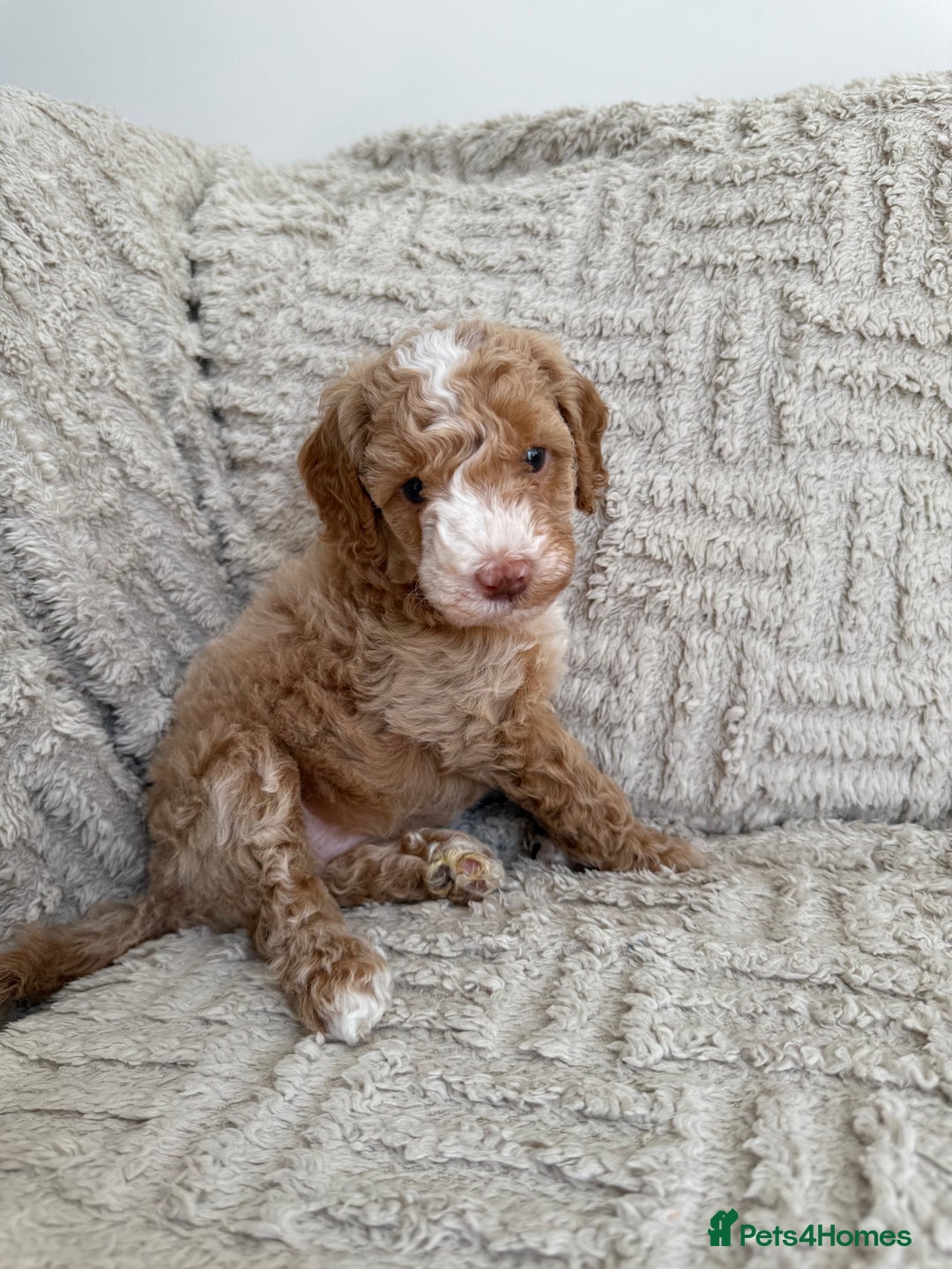 Cockapoo dogs for sale: Stunning F1B Merle Cockapoo Puppies!!!! - Image 13
