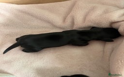 Mixed Breed dogs for sale: Chihuahua x Cocker Spaniel Puppies. 3 Boys/2 Girl - Image 9