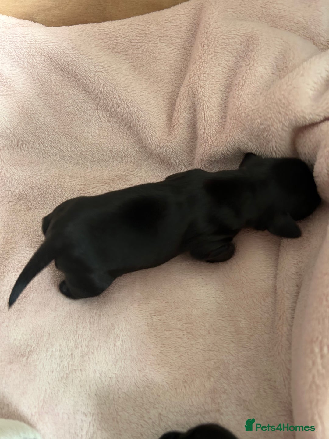 Mixed Breed dogs for sale: Chihuahua x Cocker Spaniel Puppies. 3 Boys/2 Girl - Image 9
