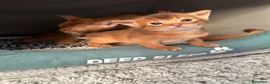 Abyssinian Kitten 1