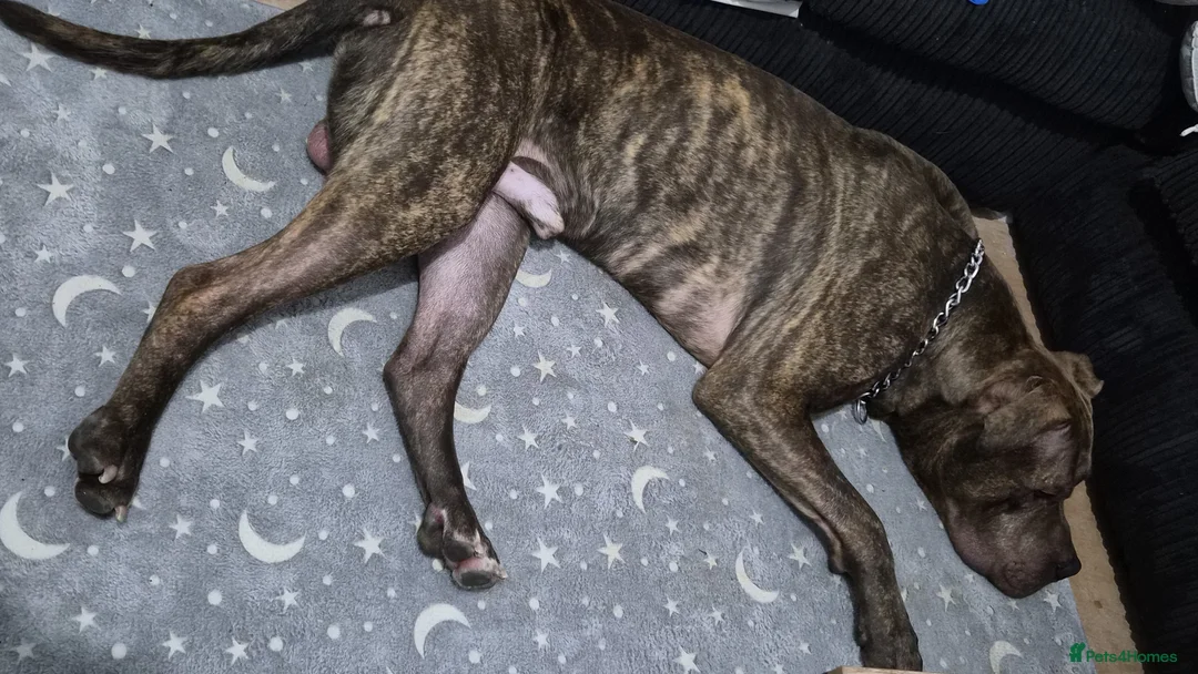 Mixed Breed dogs for sale: Cane Corso Mix - name Zelus - Advert 2