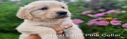 Golden Retriever dogs for sale: Show Line Golden Retriever pups available - Advert 19