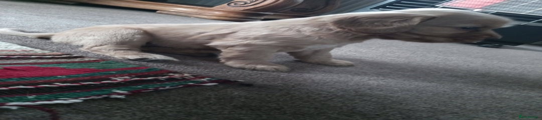 Cockerdor Puppy 2