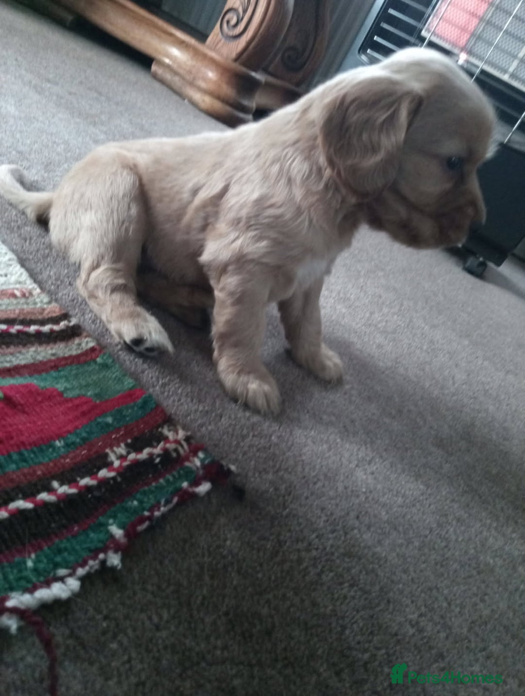 Cockerdor dogs for sale: Outstanding working gun puppies  - Image 3
