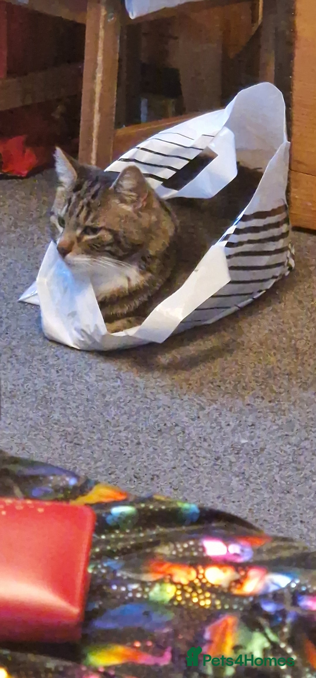 Mixed Breed cats for sale: Loving Tabby tom cat - Advert 1