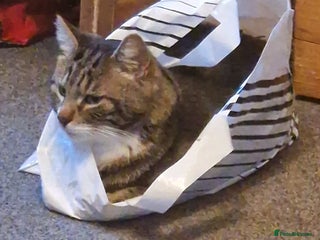 Mixed Breed cats Loving Tabby tom cat - Advert 1