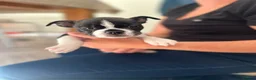 Mixed Breed dogs for sale: Boston terrier cross puppies - Advert 8