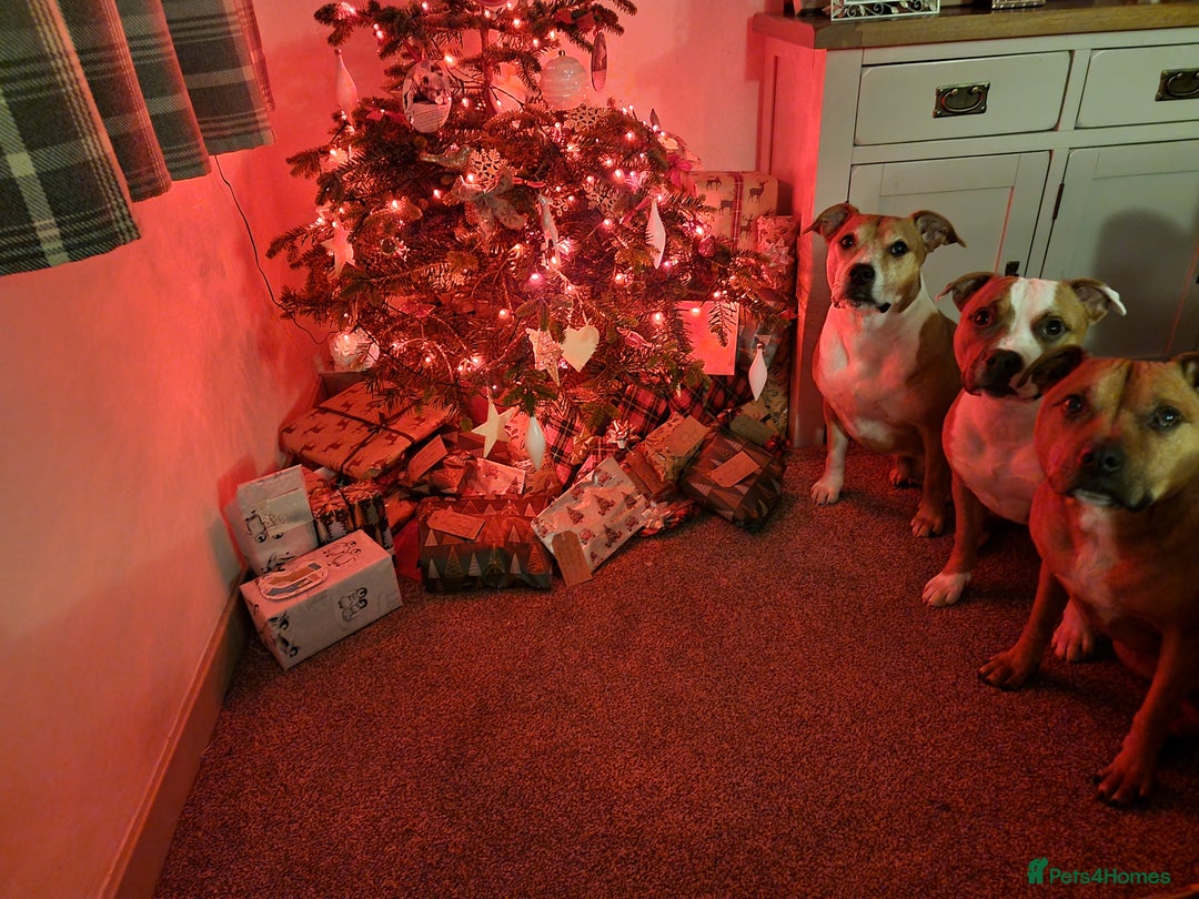 Staffordshire Bull Terrier dogs for sale: Male Staffordshire Bull Terrier  - Advert 5