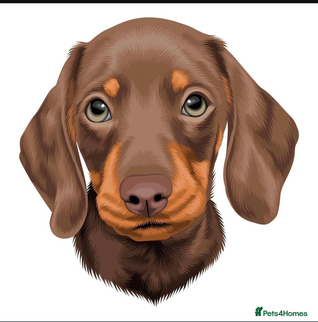 Miniature Dachshund dogs for stud: Stud Available  - Image 9