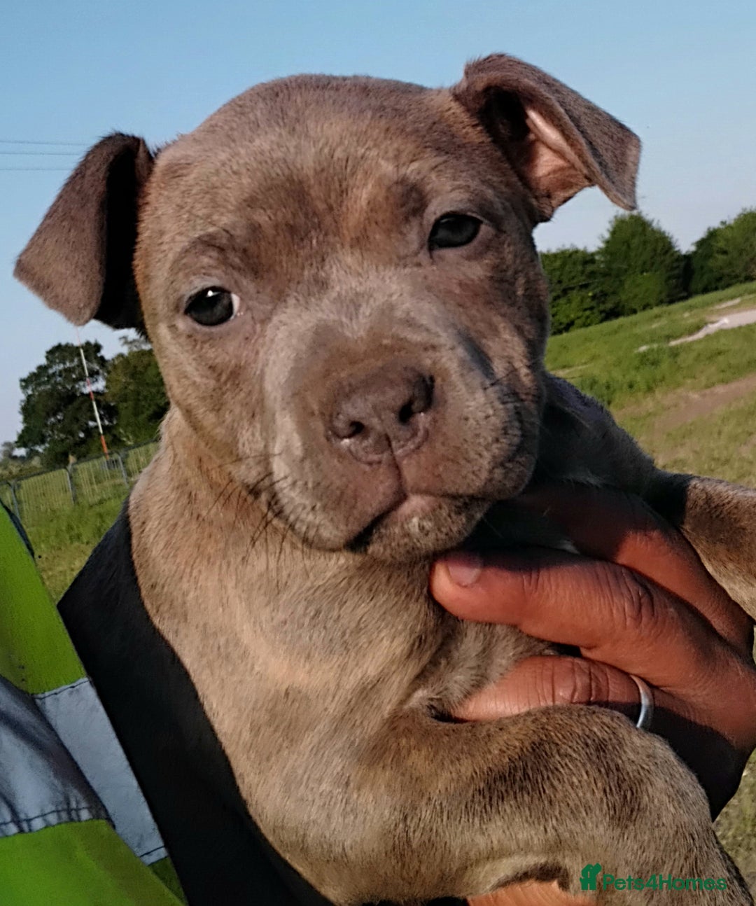 Staffordshire Bull Terrier dogs for sale: ‼️READY NOW Blue Staffy puppies 8 week old‼️ in Birmingham - Image 3