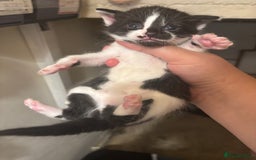 Mixed Breed cats for sale: Kittens/cats available please read description - Image 3