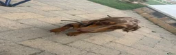 Miniature Dachshund dogs for sale: Dapple Miniature dachshund 3 years old female  - Advert 1